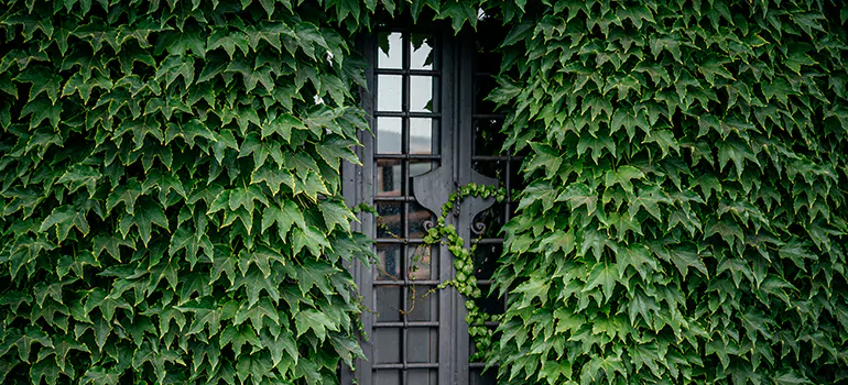 Garden Gate Repair in South San Francisco, CA
